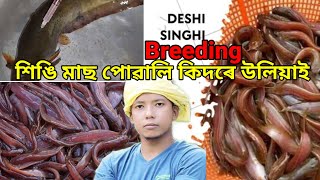 singi fish  how to breed singi fish at home  singi fish breeding A to Z  farm and fish [upl. by Eiralam]