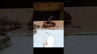 Giant Hornet vs Japanese Honeybee Both Fall Onto Camera [upl. by Aneekan]