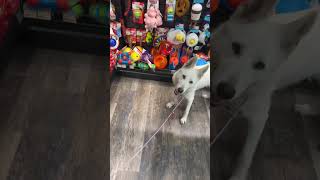 Nova checking out toys at the Pet Valu store [upl. by Nitsu392]