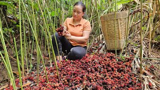 Harvest Amomum Xanthioides Wall Goes to the market sell  Lý Thị Ca [upl. by Dorran]