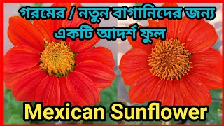 How to Grow Mexican Sunflower ।। গরমের সূর্যমুখী ।। [upl. by Lessig]