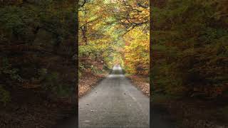 Autumn in the Peak District peakdistrictnationalpark landscapephotography woodland [upl. by Jemy]