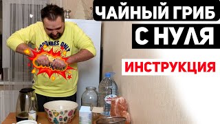 Чайный Гриб с Нуля  Инструкция [upl. by Alburg]