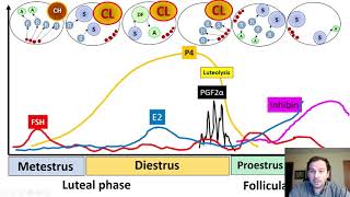 Physiology of the Estrous cycle and follicular growth waves in cattle [upl. by Enaz]