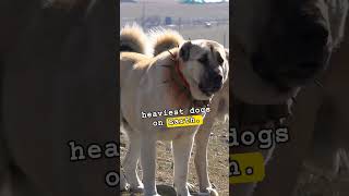 Heaviest dogs an Earth English Mastiffs [upl. by Sabsay]