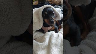 Miniature pinscher😍 pinscher dog cute animals pets cutedog dogs miniaturepinscher [upl. by Dollar729]