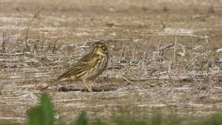 Meadow Pipit Pispola Anthus pratensis [upl. by Pattie]