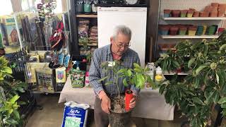 GARY’S TIPS FOR GROWING AVOCADO TREES  LIVESTREAM [upl. by Togram]