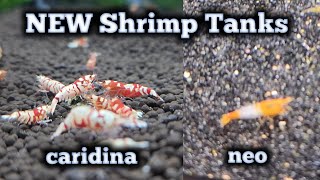 NEW Caridina Shrimp Tank and NEW Neocaridina Shrimp Tank [upl. by Ford]