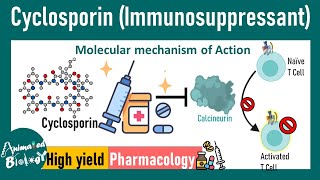 Cyclosporin  Immunosuppressant  How cyclosporin works at molecular level  Pharmacology [upl. by Boswall]