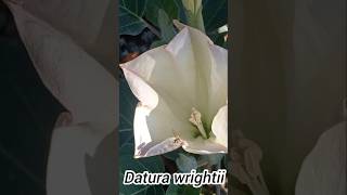 Datura wrightii [upl. by Cressy]