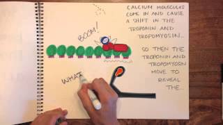 The Sliding Filament Theory  Diana Banks [upl. by Atsyrc]