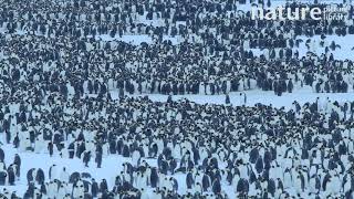 Emperor penguin colony returning to ice at start of winter to form colony Atka Bay Antarctica [upl. by Merriman]