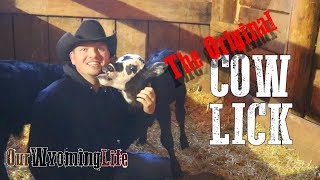 Calving on the Ranch  Calving Season Update [upl. by Kilgore185]