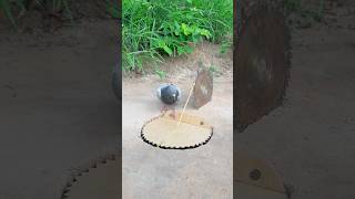 Great Pigeon Trap In Forest youtubeshorts [upl. by Suertemed]