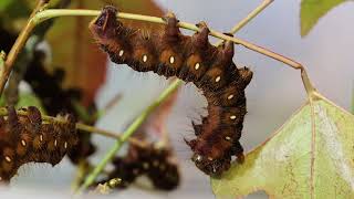 Eacles impérialis spini broutant une feuille de liquidambar [upl. by Gwennie]