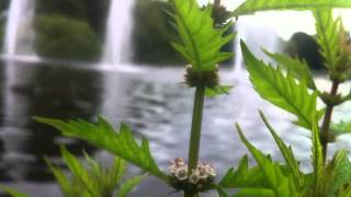 Gipsywort Lycopus Europaeus  European Bugleweed  20120714 [upl. by Dyolf]