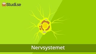 Nervsystemet Biologi  wwwbinogise [upl. by Drhcir]