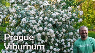 Viburnum x pragense  Prague Viburnum [upl. by Anair489]