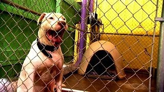 Working Behind the Camera at Villalobos  Pit Bulls and Parolees [upl. by Aligna]