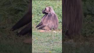 Macaco dando uma boa sacudida no corpo e na pelagem Video feito em Zoológico na França macaco zoo [upl. by Animlehliw]