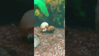 Adding to the fish tank foryou snail gary lunch dontolivermusic [upl. by Kirsti]