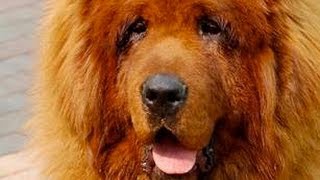 Red Tibetan Mastiff  The Most Expensive Dog In The World [upl. by Cheng770]