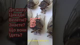 Де живуть такі Цикади Велетні Знаєтє Що вони їдять Ĝiant Leafhoppers Cicadidae [upl. by Eisej]