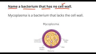 Mycoplasma [upl. by Gowrie]