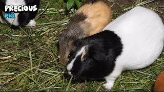 Super Cute Warty Pig Eating As Family [upl. by Itraa]