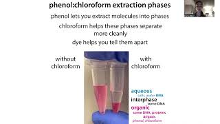 TRIzol extractions of RNA DNA and protein [upl. by Siuqcram]