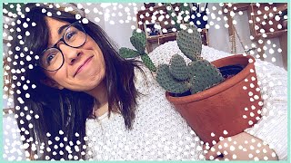 SUCCULENTS IN THE WINTER 🌵☃️  succulent care in winter [upl. by Ahtis]