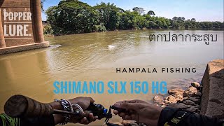 ตกปลากระสูบ ด้วยเหยื่อปลอม กัดโหด ป็อบเปอร์ poper lure shimano slx 150 HG hampala fish ใต้สะพาน [upl. by Debbee]