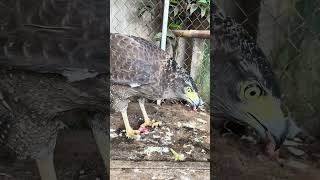 Hawk Eagle Owl Wildlife Animal EagleHawkOwl hawk vs snake Owl vs snake fight Eagle Vs Snake [upl. by Neiv]