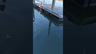 Hiltonhead SC fishing At high tide 11 Reds and 2 trouts using twitch jerk Dec 7 [upl. by Adis]