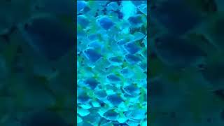 aquarium fish videofish video amazon fish aquariumfish shorts shortvideo beautifulfish [upl. by Dolphin]