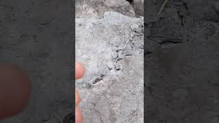 Roadside crinoid fossils in North Texas [upl. by Ibbed]