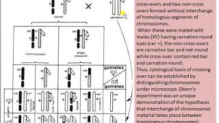 Cytological Basis of crossing over [upl. by Anyrak]