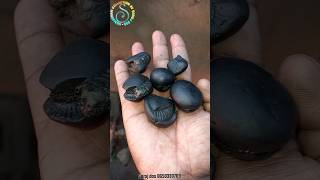 Shaligram different types of shaligram shila 💐💐 shorts short shortsfeed [upl. by Uriia519]