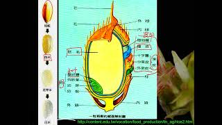 11201選修生物二4202補充糙米、胚芽米、與精米二禮 [upl. by Orlov]