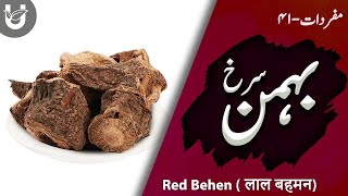 Behman Surkh  Red Behen  बहमन लाल  بہمن سُرخ [upl. by Scoles]