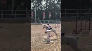 Kalidindi Vivek Varma competing at Nationals Kings Equestrian Kings horse riding school bangalore [upl. by Ahsinrev]