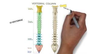 Rygsøjlens Anatomi [upl. by Deloria]