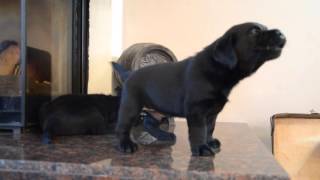 cute Labrador puppy singing howling [upl. by Lrem]