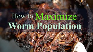 How to Maximize Worm Population Growth [upl. by Nikola]