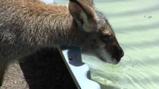 Rednecked Wallaby and Eastern Grey Kangaroo drinking [upl. by Kcyred274]