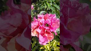 Veranera 🌸 amoooooo son hermosas no 💌 flowers parati shortsvideo pinkflowers [upl. by Goines]