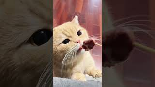 Cat eating shorts cateat catvideos meow biral bhilai [upl. by Yance]