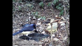 74º vídeo gralhapicaça  Cyanocorax chrysops [upl. by Hwang356]