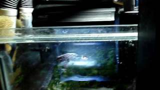 DIY Sump Refugium Setup part 3 of 4 [upl. by Nahgen]